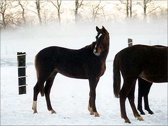 Auslauf im Schnee