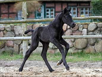 Black Beauty