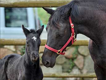 Black Beauty