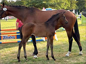 Stf. v. Ivanhoe - Kia Ora