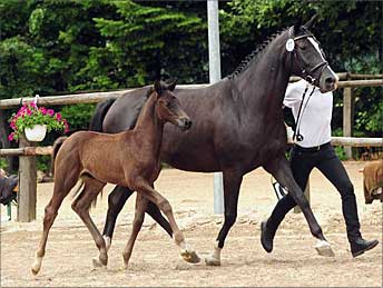 Hengstfohlen Königsberg v. Silvermoon a.d. Kornblume